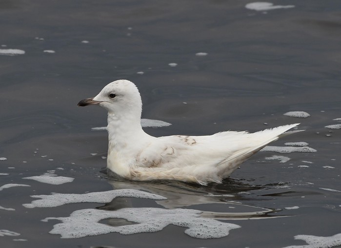 Iceland Gull