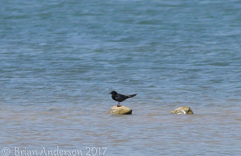 White-winged Black Tern