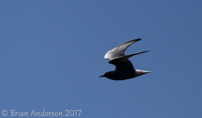 White-winged Black Tern