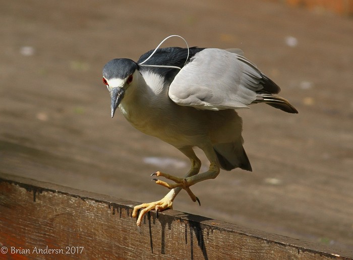 Night Heron