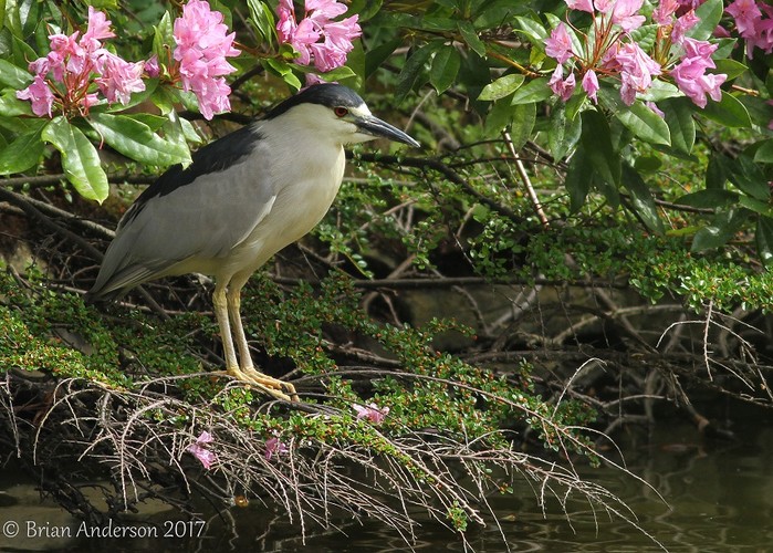 Night Heron