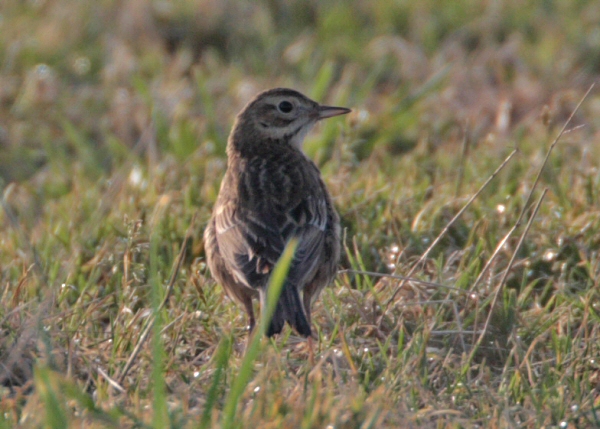 Richard's Pipit