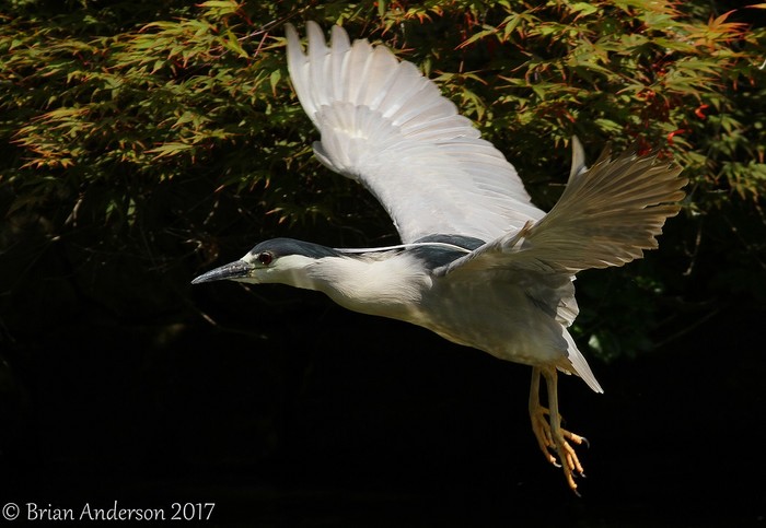 Night Heron