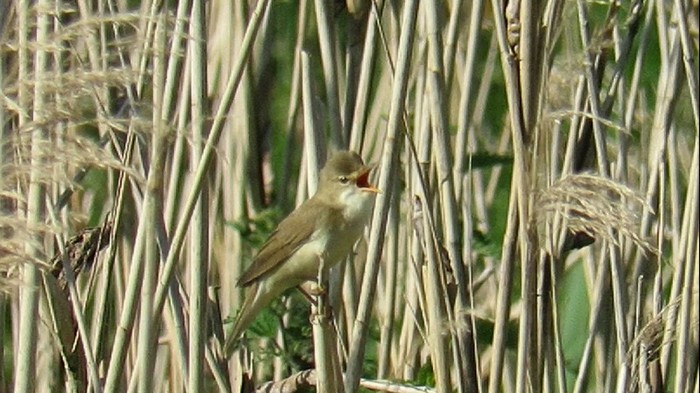 Marsh Warbler