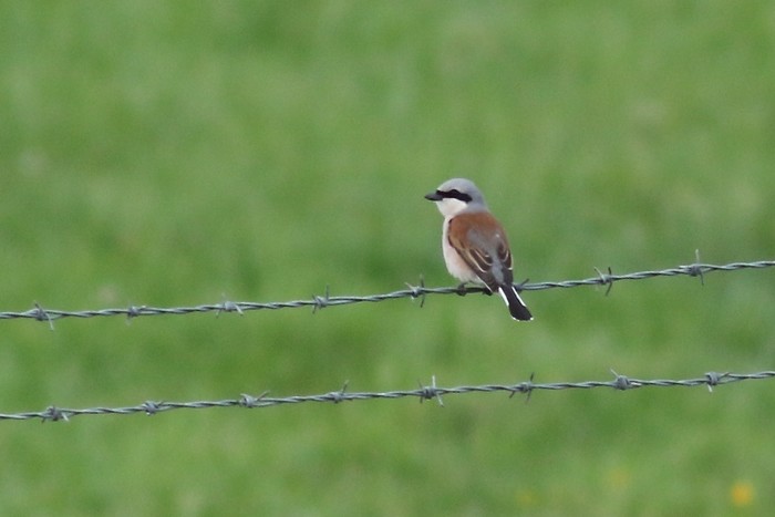 Red-backed Shrike