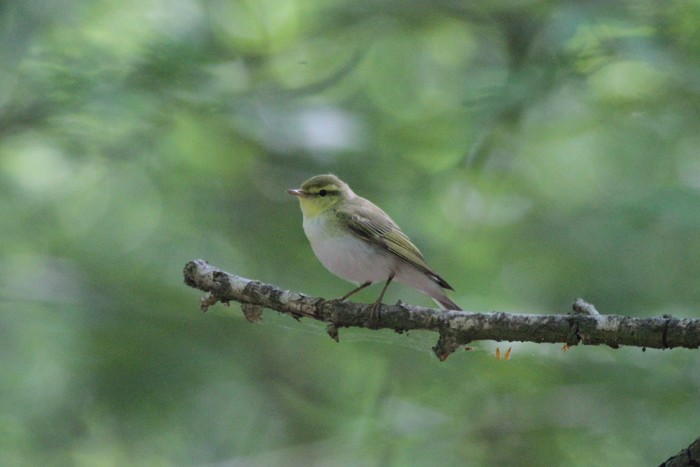Wood Warbler