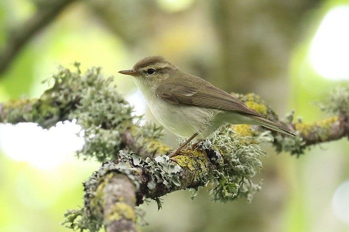 Greenish Warbler