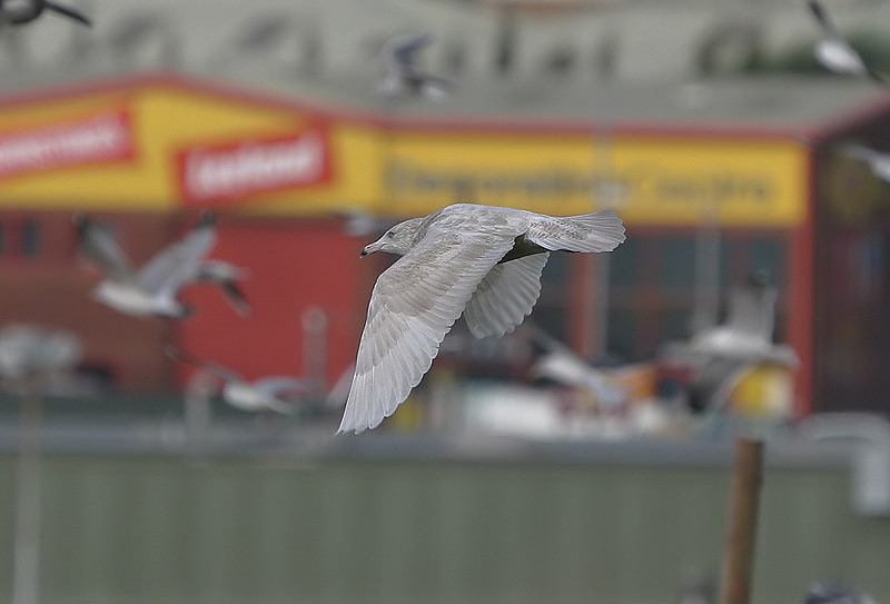 Glaucous Gull