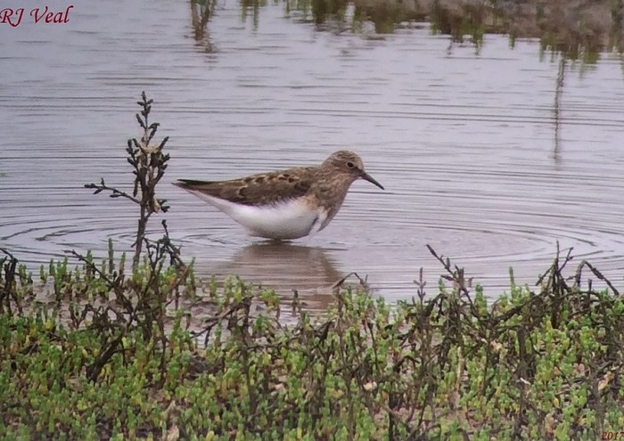 Temminck's Stint