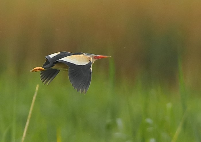 Little Bittern