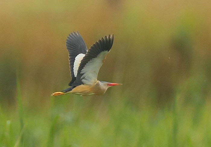 Little Bittern