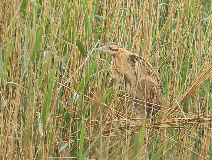 Bittern