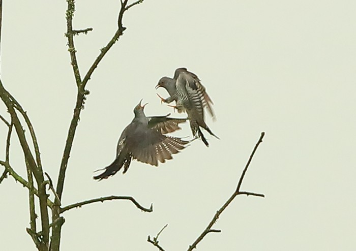 Cuckoo