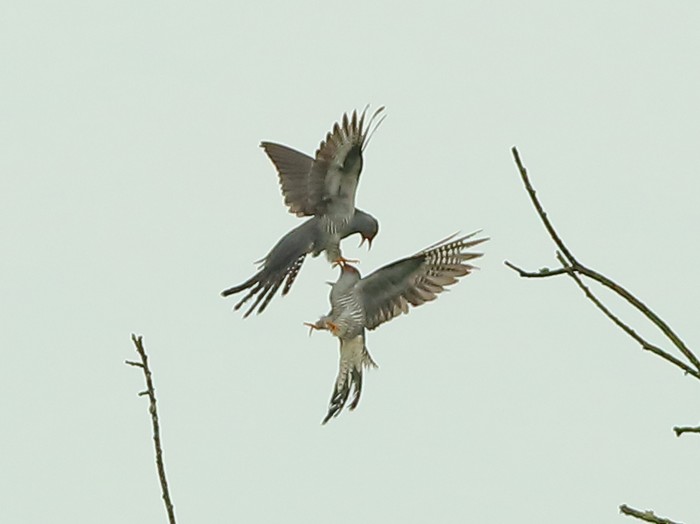 Cuckoo