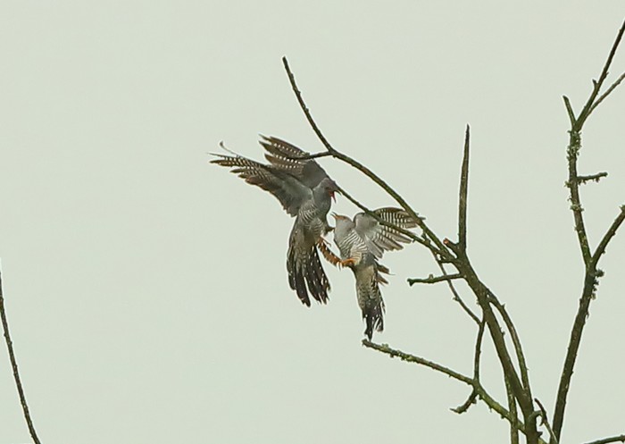 Cuckoo