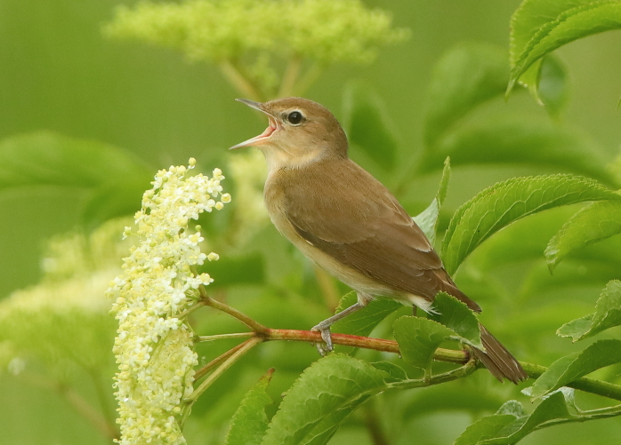 Garden Warbler