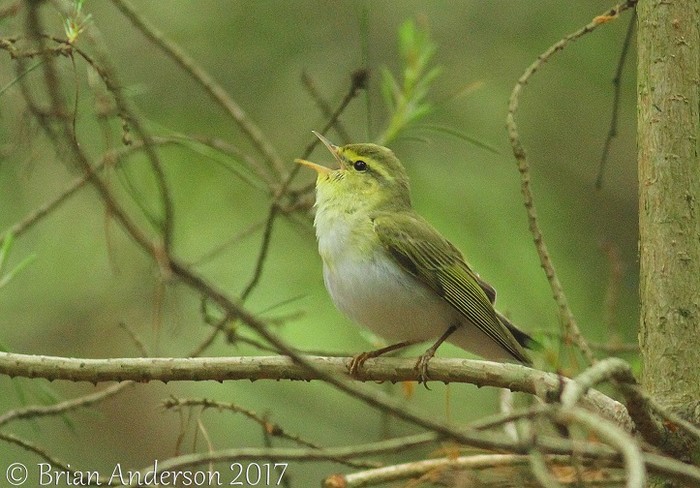 Wood Warbler