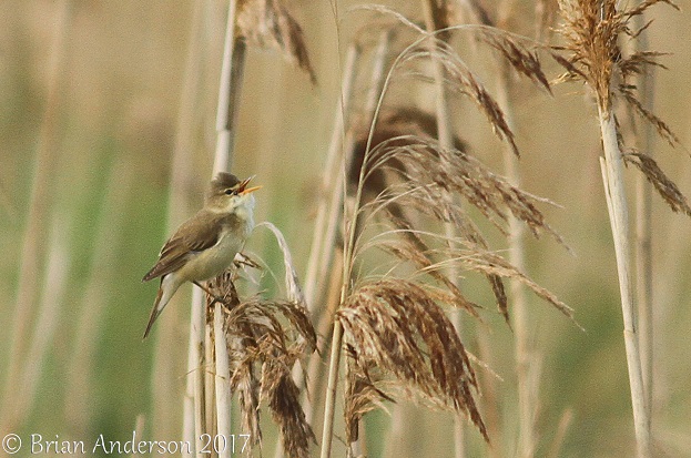 Marsh Warbler