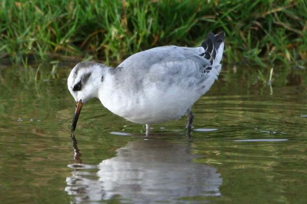 Grey Phalarope