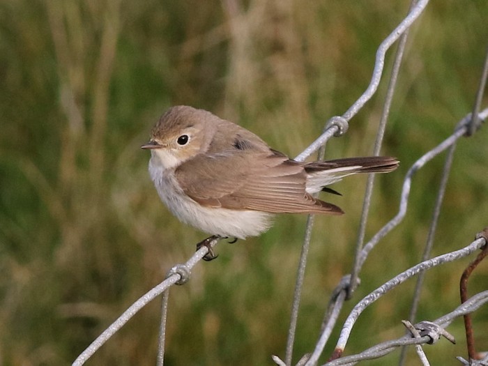 Red-breasted Flycatcher