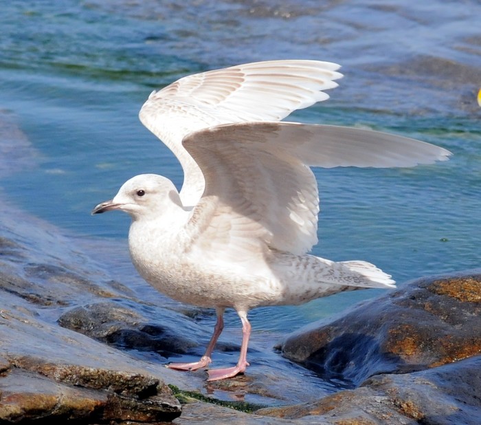 Kumlien's Gull