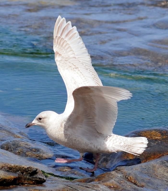 Kumlien's Gull