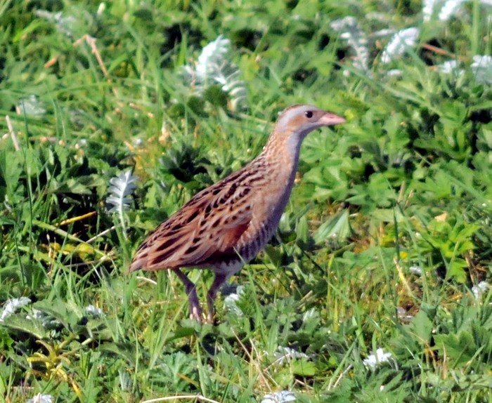 Corncrake