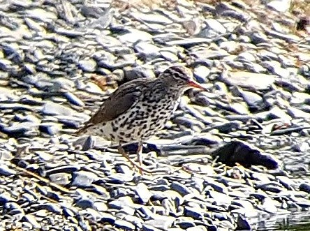 Spotted Sandpiper