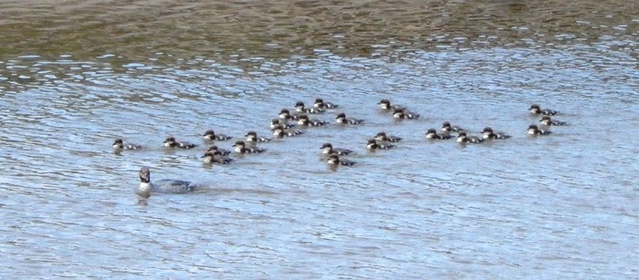 Goosander