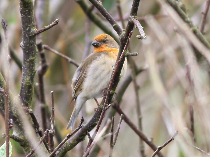 Common Rosefinch