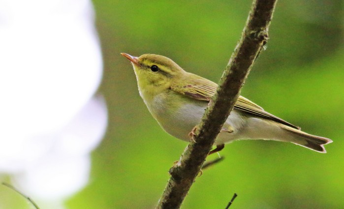 Wood Warbler