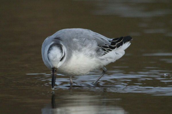 Grey Phalarope