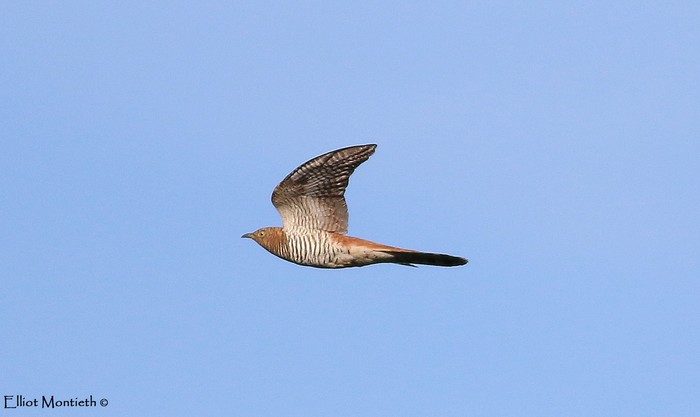 Cuckoo