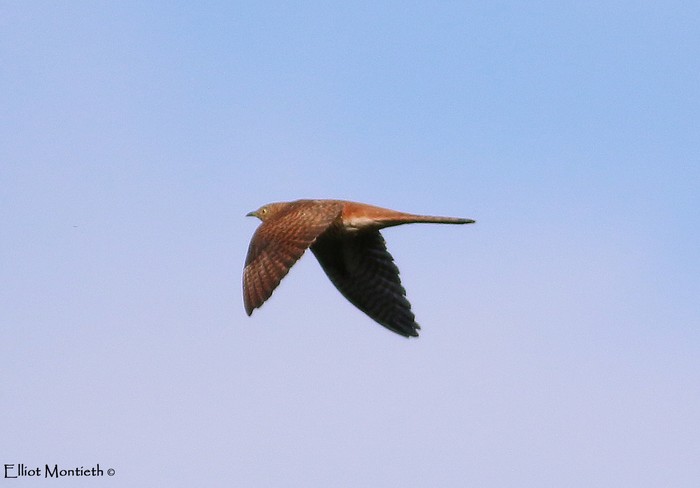 Cuckoo