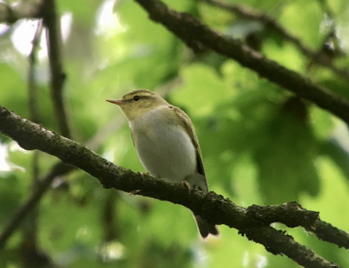 Wood Warbler