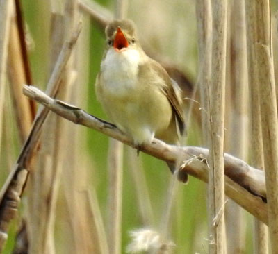 Marsh Warbler