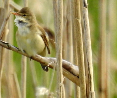 Marsh Warbler