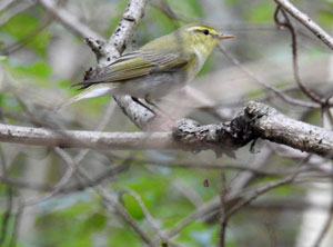Wood Warbler