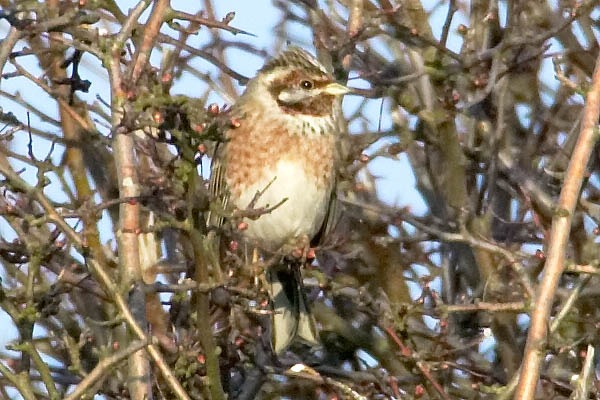 Pine Bunting