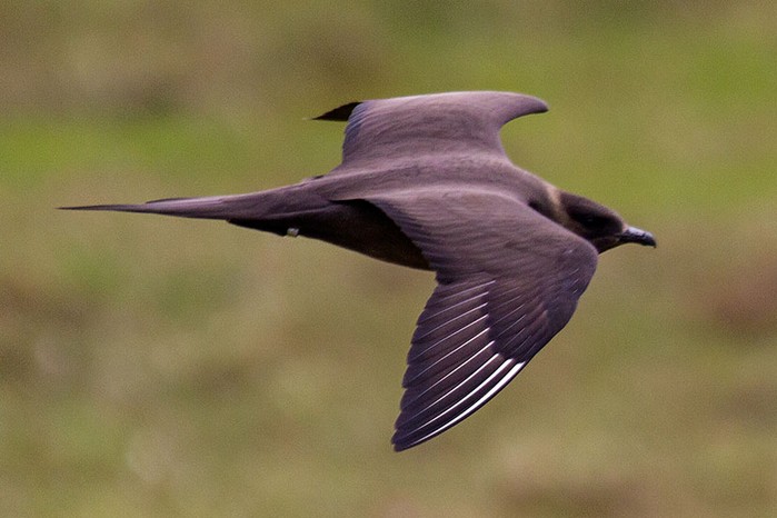 Arctic Skua