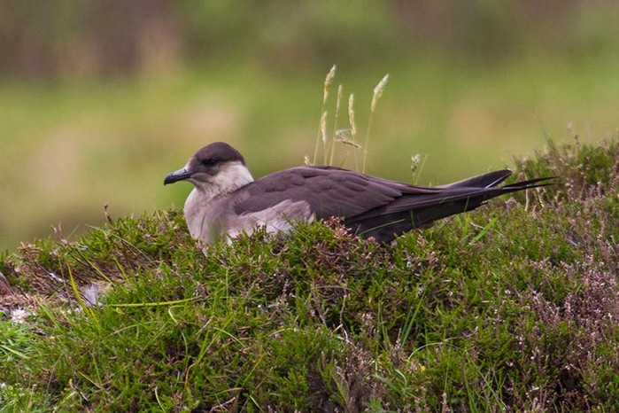 Arctic Skua