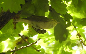 Wood Warbler