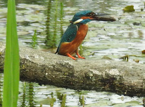 Kingfisher
