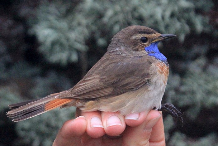 Bluethroat
