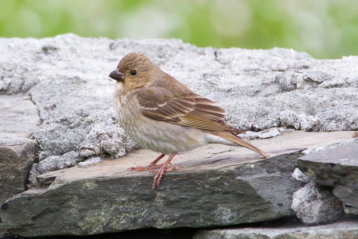 Common Rosefinch