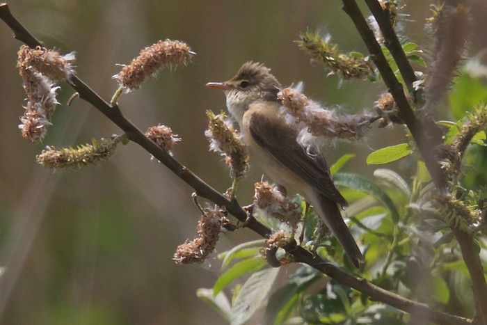 Marsh Warbler