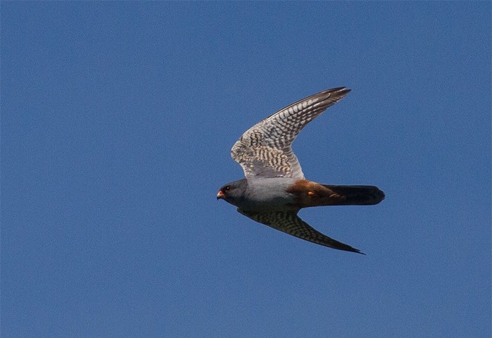 Red-footed Falcon