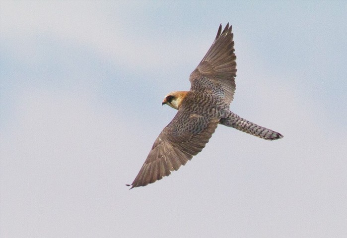Red-footed Falcon