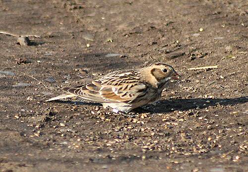 Lapland Bunting