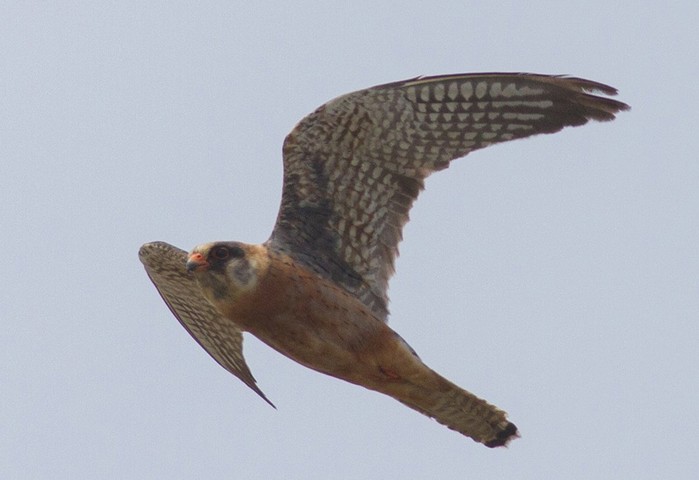 Red-footed Falcon